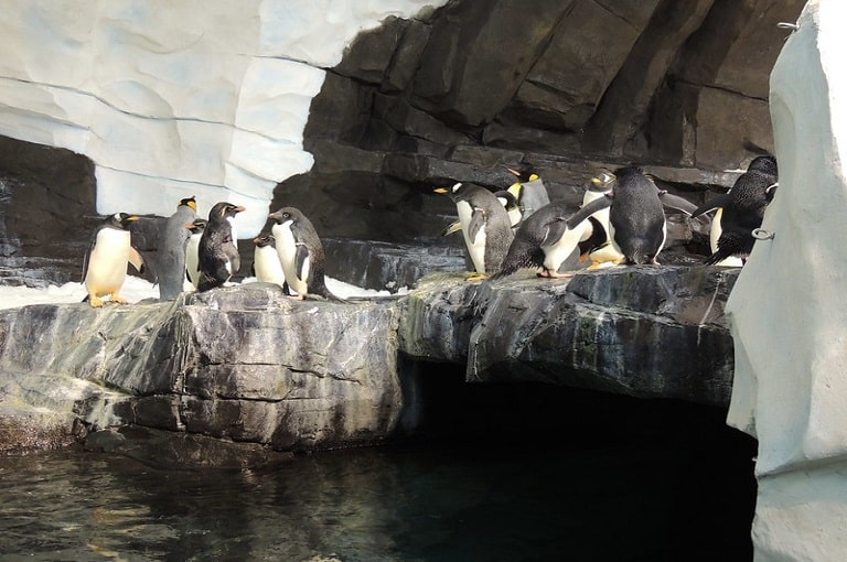 Guía de atracciones Antarctica Empire of the Penguin