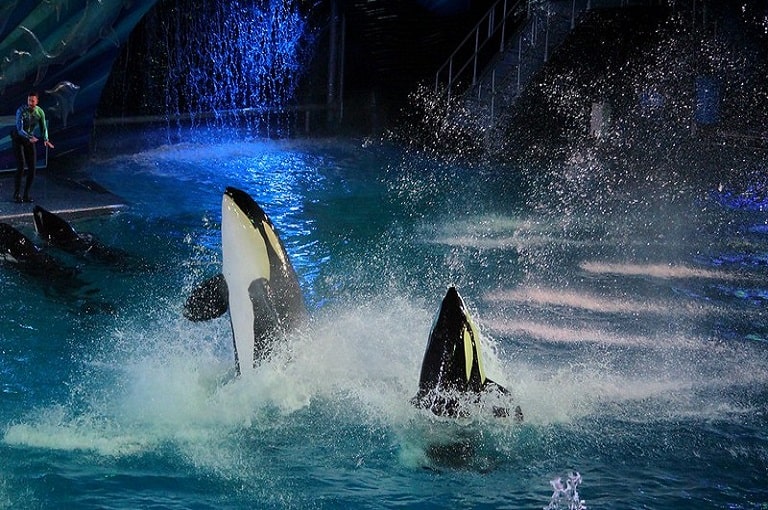 Guía SeaWorld Show Nocturno Orcas