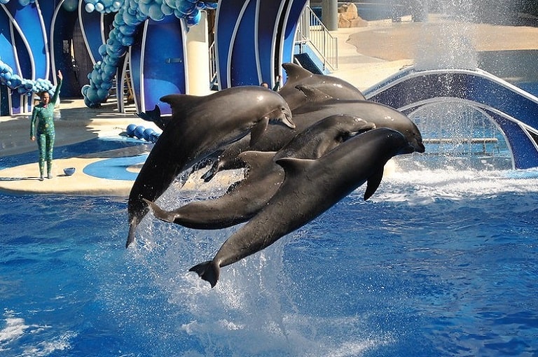 Guía de atracciones SeaWorld Show de Delfines