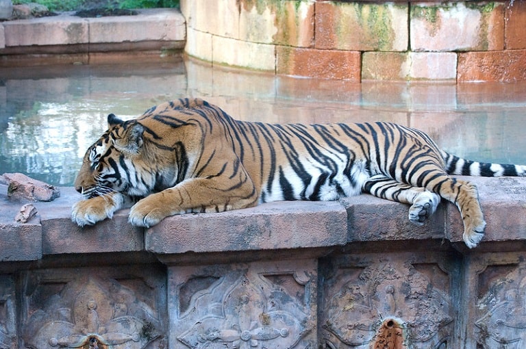 Tigre asiático en Animal Kingdom